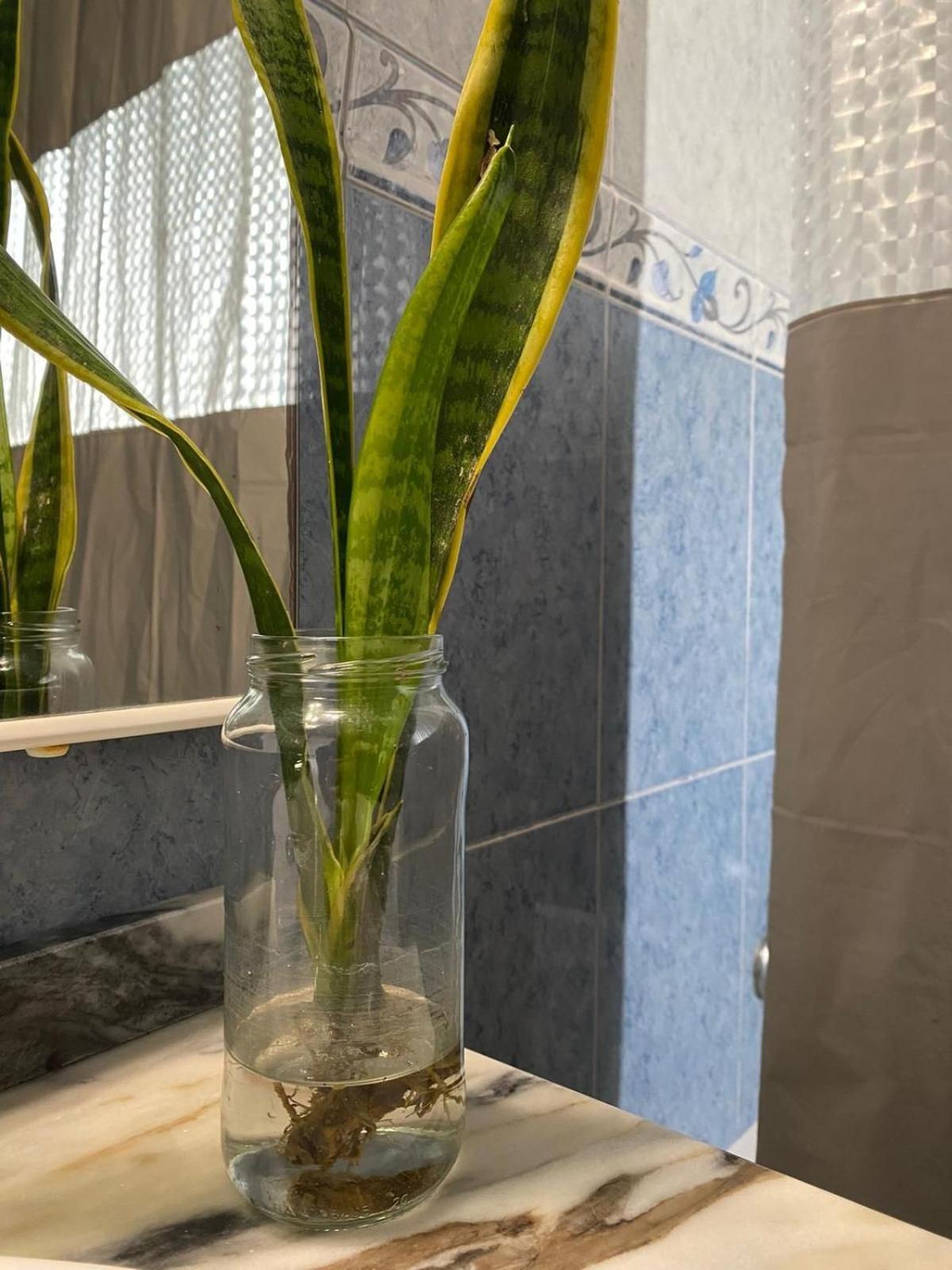 Luz'S Retreat Apartment Ponta Delgada المظهر الخارجي الصورة